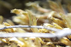 Brachythecium glareosum