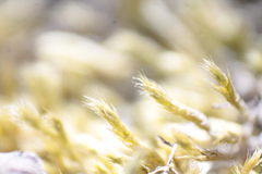 Brachythecium glareosum