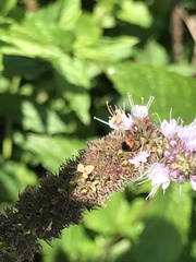 Cosmopepla lintneriana