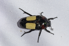 Dicheros bimacula