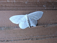 Scopula frigidaria