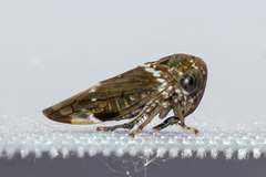 Idioscopus nitidulus