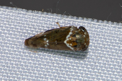 Idioscopus nitidulus