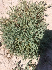Euphorbia astyla