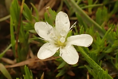 Arenarieae