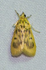Furcivena strigiferalis