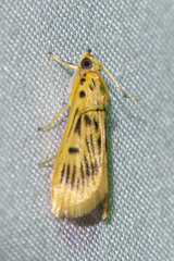 Furcivena strigiferalis