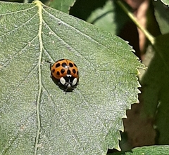 Harmonia axyridis