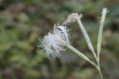 Dianthus superbus stenocalyx
