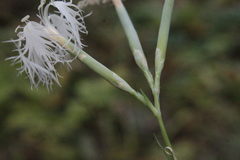 Dianthus superbus stenocalyx
