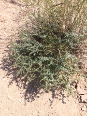 Euphorbia astyla
