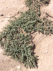 Euphorbia astyla
