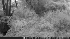 Odocoileus virginianus