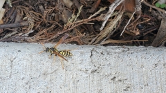 Polistes dominula