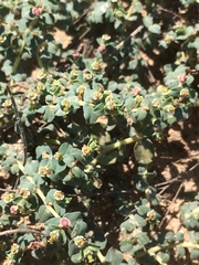 Euphorbia astyla