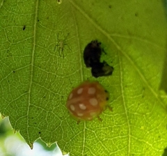 Halyzia sedecimguttata