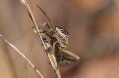 Petascelis