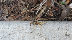 Polistes dominula