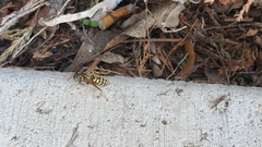 Polistes dominula