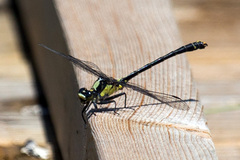 Octogomphus specularis