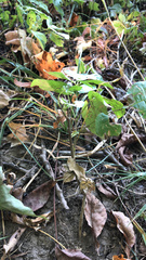 Smilax ecirrhata