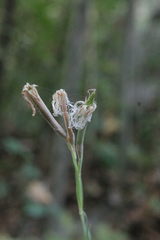 Dianthus superbus stenocalyx