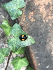 Harmonia axyridis