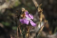 Dianthus campestris