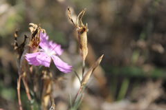 Dianthus campestris