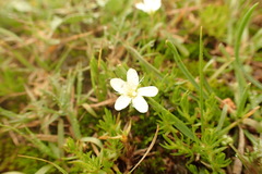Arenarieae