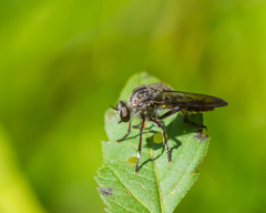 Heteropogon macerinus