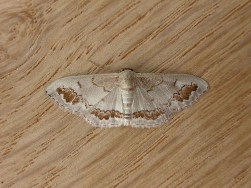 Dithalama cosmospila Meyrick, 1888