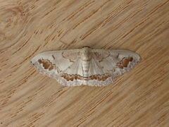 Dithalama cosmospila