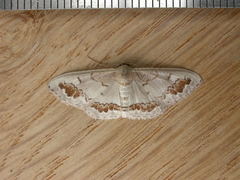 Dithalama cosmospila