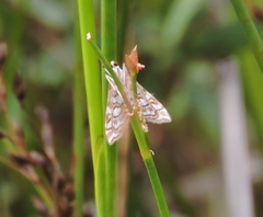 Elophila ekthlipsis