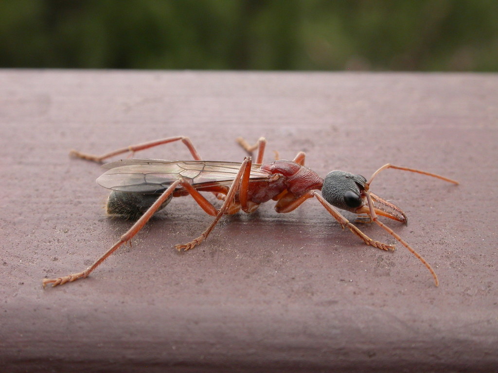 Black-headed Bull Ant (Myrmecia nigriceps) · iNaturalist