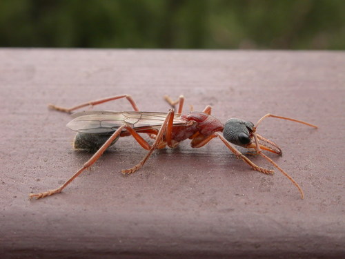 オーストラリアの超巨大キバハリアリ！Myrmecia nigriceps オーストラリアの超巨大キバハリアリ！Myrmecia nigriceps