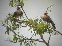 Falco chicquera ruficollis