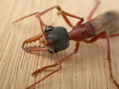Myrmecia nigriceps