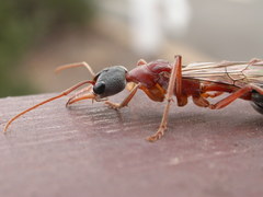 Myrmecia nigriceps