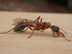 Myrmecia nigriceps