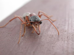 Myrmecia nigriceps
