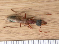 Myrmecia nigriceps