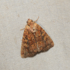 Perigea xanthioides