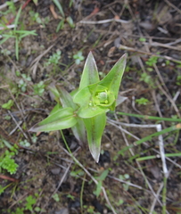 Gentiana rubricaulis