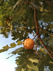 Andricus theophrasteus