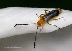 Cordylocera setuligera