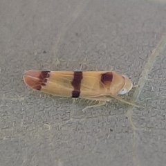 Empoa gillettei