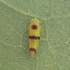 Empoa gillettei