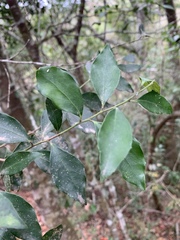 Robsonodendron eucleiforme
